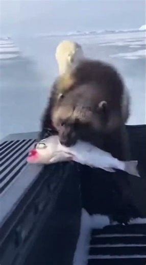 Shorts 276Bold Wolverine Robs Polar Bear of Its Fish in Wild Arctic Moment