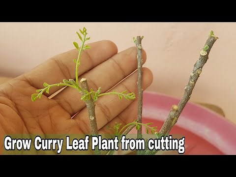 How to grow Curry leaves plant from cutting With updates, How to grow curry leaf cutting