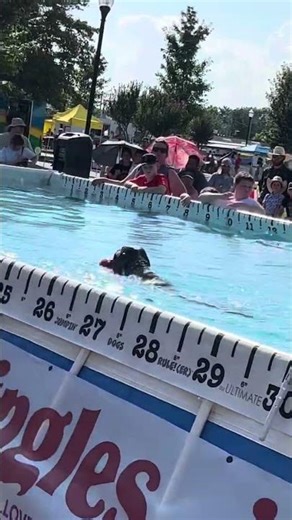 TIKTOK DOG. COMPETITION ULTIMATE AIR DOGS.СОРЕВНОВАНИЕ СОБАЧЕК.