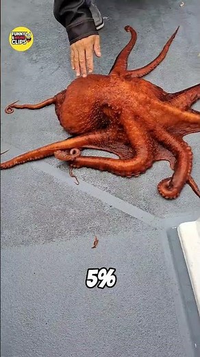 Why Octopus Arms Can Move on Their Own 😲🐙