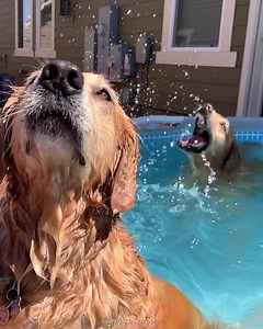 Best $200 spent during the pandemic: Intex Above Ground Pool. See comment to view my worst purchase during this pandemic 🤦🏻‍♀️😅 | Two Golden Tails