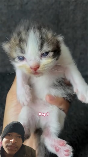 Cute Kitten Day 1 to 60 Days Transformation 😻 | Kitten Growth Timelapse