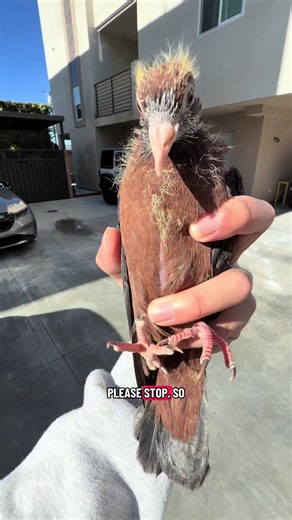 Training Pet Pigeons: Fun Tips for Owners