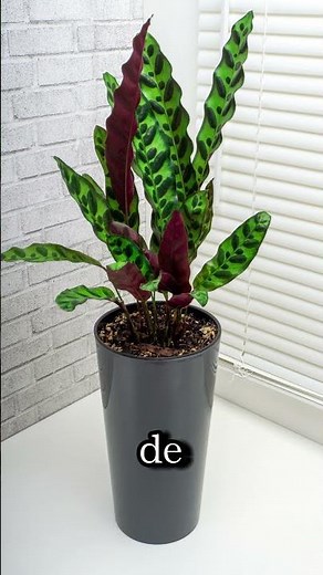 Cuidados de la Calathea Lancifolia | ¡3 Tips IMPRESCINDIBLES para una Planta PERFECTA!