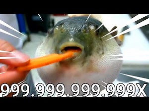 Puffer fish eat carrot 999x speed meme