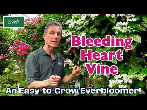 Bleeding Heart Vine... An Easy-to-Grow Everbloomer!