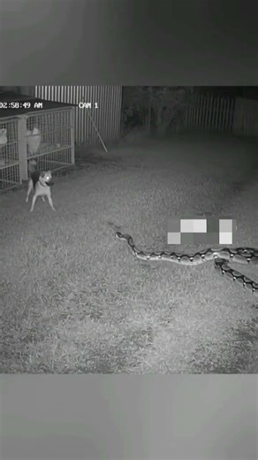 “2:58 AM CCTV Footage – Brave Guard Dog Fights Giant Python to Protect Chickens 😱🐍”