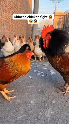 Chinese chicken fight 🤣🤣🤣 #chikankari #chinesechicken #fights #funnychicken | Wildly Funny