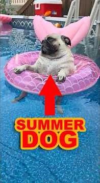 Dogs Loving the Pool 😎🐶 | America’s Splashiest Pups