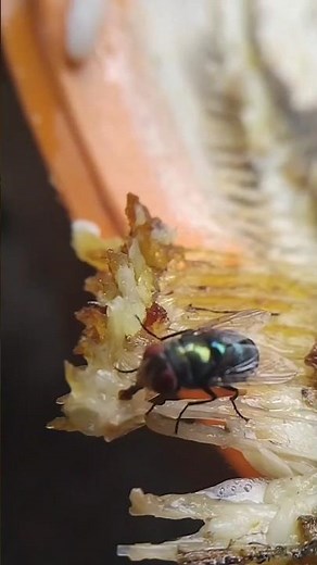 Green Bottle Fly on Your Food? Here’s Why It’s So Dangerous! #shorts