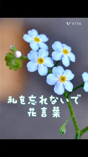 勿忘草（ワスレナグサ）の花言葉は「私を忘れないで」「真実の愛」「真実の友情」です