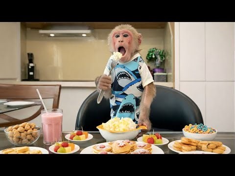 So Funny! Bibi Receives a Special Toilet as a Gift and Is Full of Surprises 🐵😂