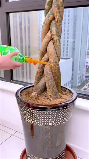Automatic Watering for Potted Plants