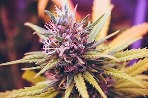 Is it Normal for Leaves to Die During Flowering? - WeedMania420
