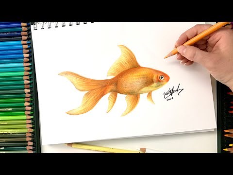 How to Draw a Realistic Goldfish with Colored Pencils