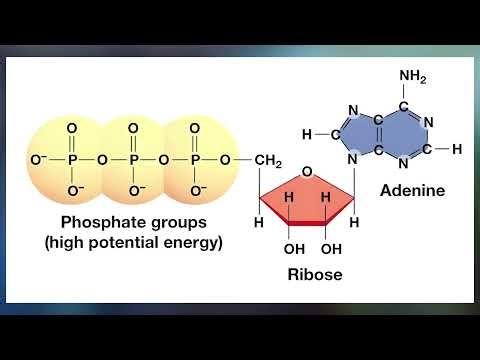 Cellular Respiration