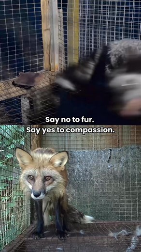 Trapped in tiny cages, animals used for fur endure relentless boredom, stress, and suffering. Their whole world is a cage. They pace, spin, and chew at the bars, repetitive behaviours caused by a life with no escape. All for a trim on a coat. A pair of gloves. A fashion statement founded on suffering. This isn’t style, it’s cruelty. Please don’t buy or wear fur. Their lives depend on it. 💔 Credit: Kelly Guerin / We Animals Credit: Jo-Anne McArthur / #MakeFurHistory / We Animals Credit: Karol Or