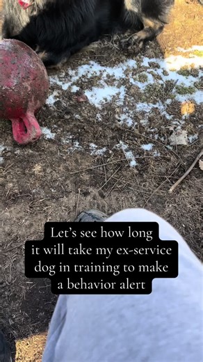 Snoopy the Service Dog Resumes Tasking After a Year