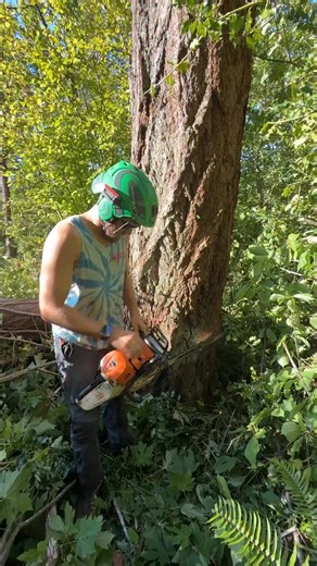 Laying down some beautiful timber 🌲 🪵 | Guilty of Treeson