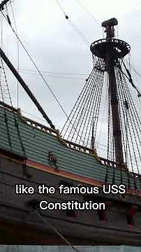 Live Oak (Quercus Virginiana)