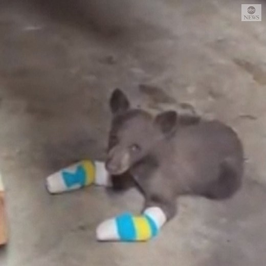 A bear cub—named "Tamarack" by the Lake Tahoe Wildlife Care—was rescued and is being nursed back to health after suffering burns in a California wildfire. https://abcn.ws/2WFSBgq | ABC News