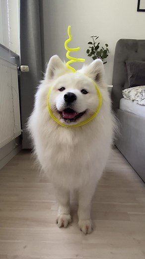Favorite Telepuppy Revealed! 🐶