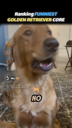 Ranking Funniest Golden Retriever Core Moments!!🐕😁