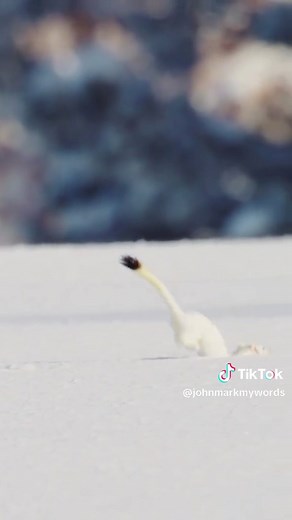 Ermine Hunting in Winter: Weasel Adventures Uncovered