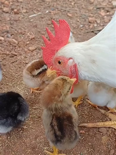Adorable Baby Chick Clips: Heartwarming Farm Life