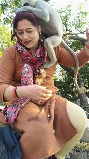 Pure Love with Baby Langurs 🐒💛 | Heart Melting Moment #langurmonkey #wildlife
