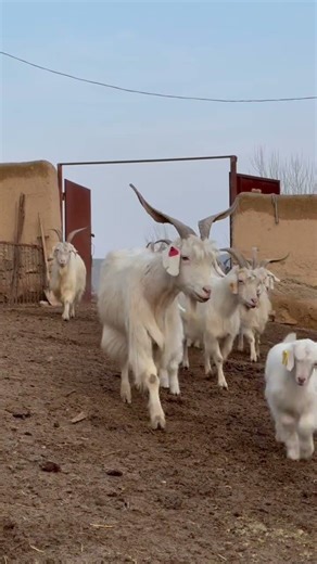 Beautiful White Goats 🐐🤍