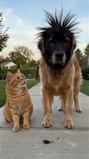 Golden retriever vs cat and they could NOT be more different 🐶🐱 #shorts #petfunny #hilarious
