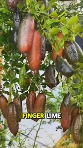 ✨ Discover the exotic Finger Lime! 🍋 Also known as citrus caviar, its tiny pearl-like juice vesicles burst with flavor—perfect for desserts, cocktails, and gourmet dishes! 🌱 Rare, unique, and definitely a fruit lover’s gem. 💎 #FingerLime #CitrusCaviar #RareFruit #ExoticFruit #HealthyLiving #Superfruit #TropicalVibes #FruitLovers #GardenFresh #MatheasGarden | Mathea's Garden: Plant & Tree Nursery