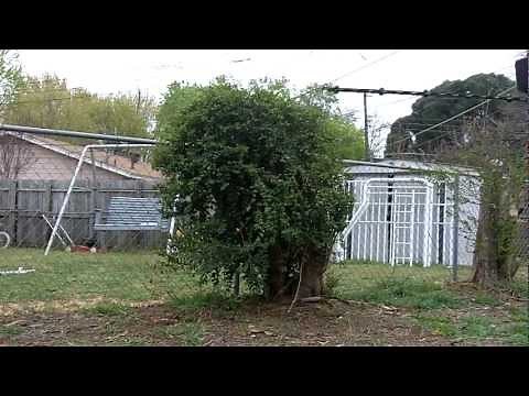 Testing The Echo HC 1500 Hedge Trimmer