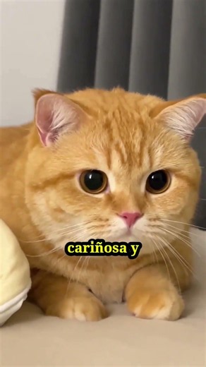 ¿CUÁL es la LEYENDA de los GATOS NARANJAS? La HISTORIA que pocos conocen #gatos #gatumanía#shorts
