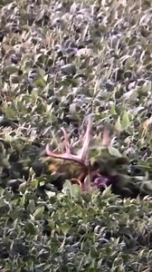 27K views · 3.5K reactions | Find a hunting lease today on HLRBO! Thousands of listings all over the US and Canada Create your free HLRBO account and get started receiving matching leases direct to your inbox. | Hunting Land Rentals by Owner | Facebook