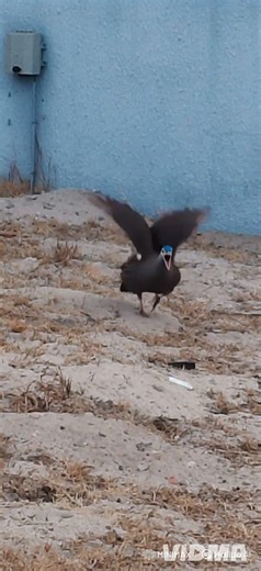 Helmeted Guineafowls are large birds with featherless blue #bridslovers