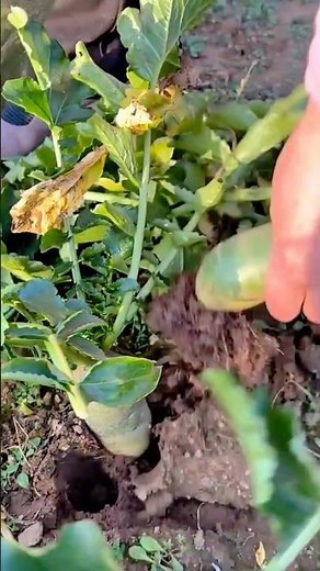 Harvesting Fresh Green Radishes Straight from the Garden Soil