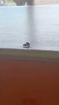 kantoi main bini orang