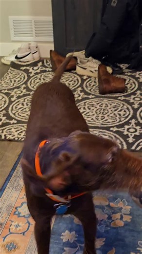 Abby Jimenez | 😂 #Pudelpointer | Instagram