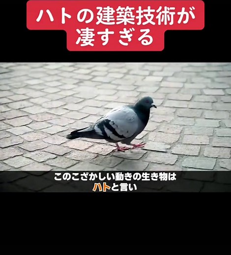 ハトの鳴き声と飼育についての豆知識