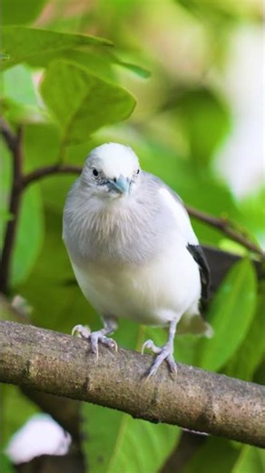 Birds Singing - Bird Sounds Relaxation, Soothing Nature Sounds for Soul - Birds Chirping