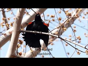 Fred's Nature Video - Songs from Calgary area birds