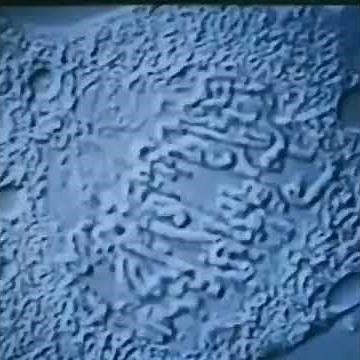 Meiosis under a microscope