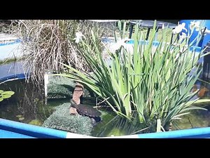 Jeff's Australian Turtle Pond - Will they come out and sun bake today?