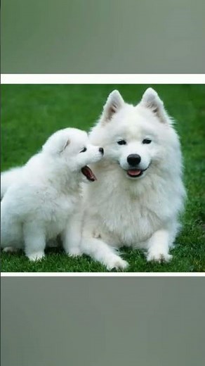 amma pade jola pata song