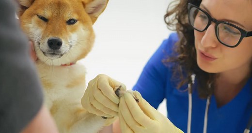 Mastering Animal Care: Online Course on Taking Care of Your Animal's Health and Well-being