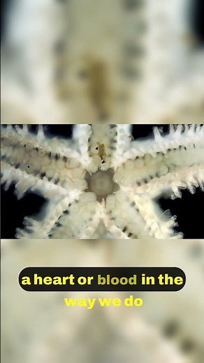 Understanding Echinoderms Sea Stars vs Fish 🌟
