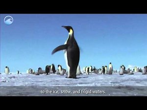 Animals of the Ice: Emperor Penguin