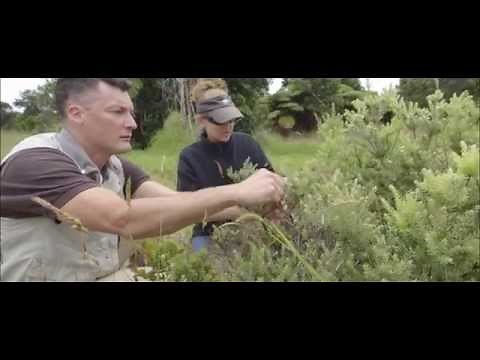 Saving Hawaiian Birds From Extinction